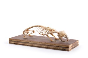 Image description is not available for 2003.8.1